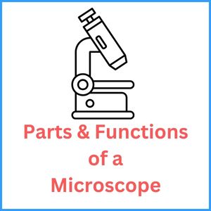 Parts & Functions of a Microscope