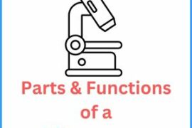 Parts & Functions of a Microscope