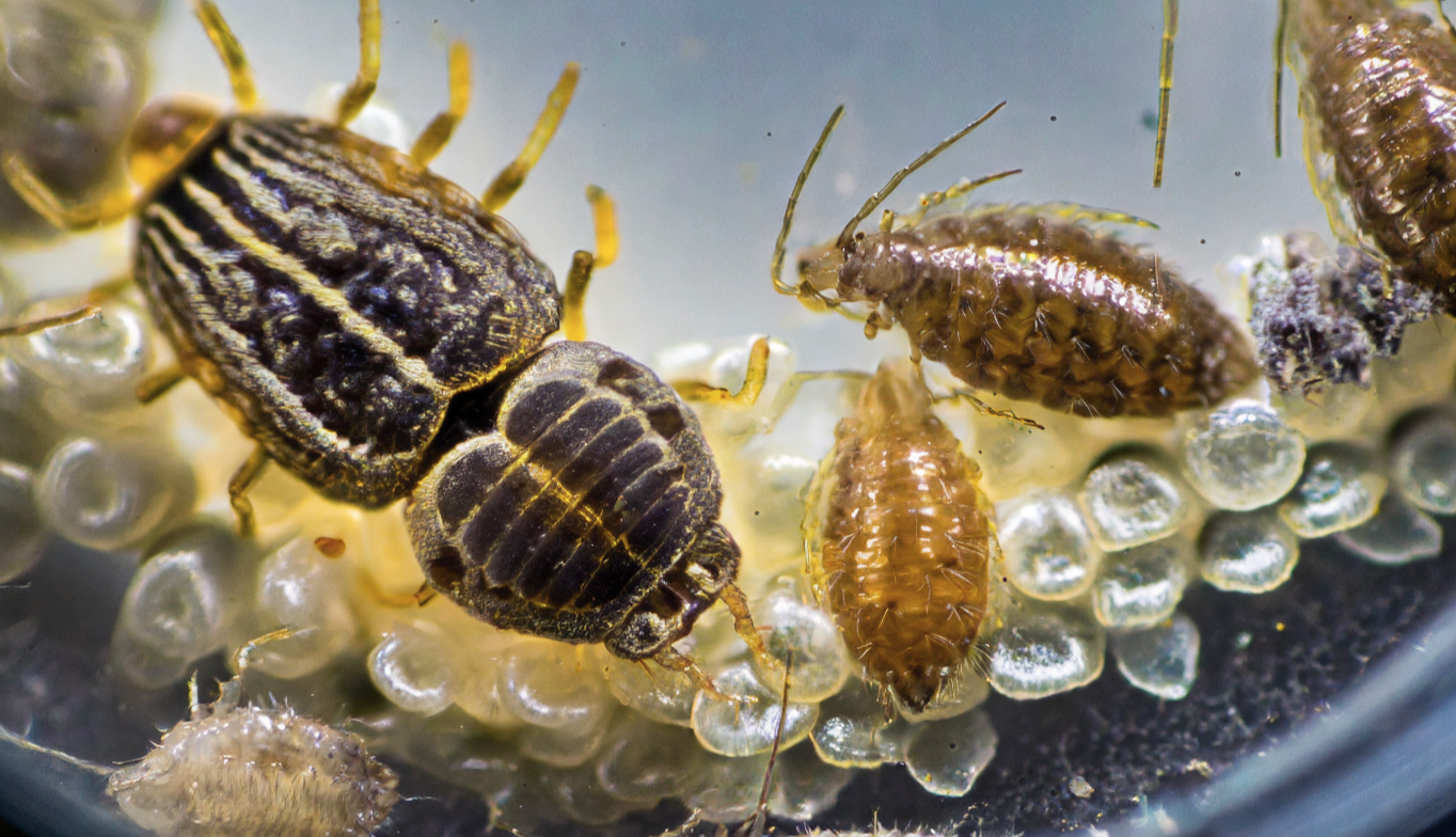 Beetle Larvae and Parasites