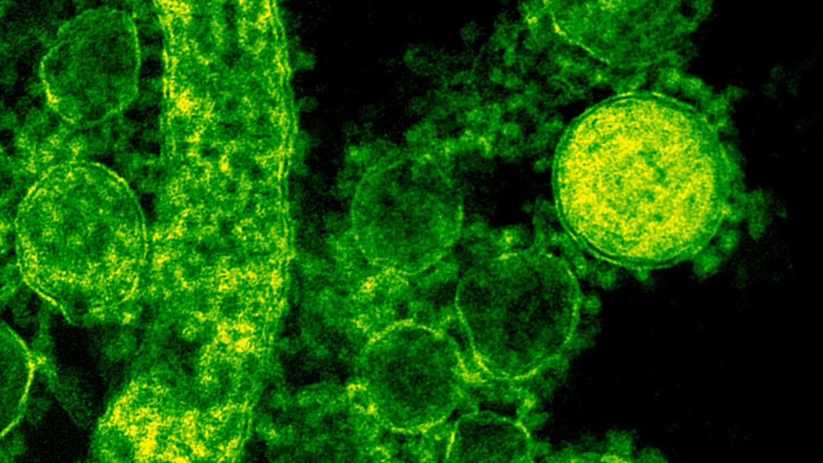 Types of Light Microscopy Techniques