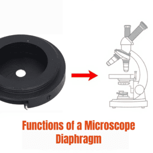 what does the diaphragm do on a microscope